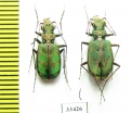 Cicindela maroccana pseudomaroccana, pair  Spain - INSECTS-STORE.RU