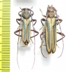 Xystrocera sp., pair  Malawi - INSECTS-STORE.RU