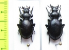 Callisthenes pseudocarabus, pair  Kazakhstan - INSECTS-STORE.RU