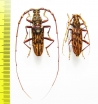 Aeolesthes rufimembris, pair  Vietnam - INSECTS-STORE.RU