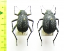 Adesmia ulcerosa arca, pair  Israel - INSECTS-STORE.RU