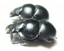 Lethrus kozhantchikovi, pair  Tajikistan - INSECTS-STORE.RU