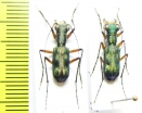 Heptodonta analis  Malaysia, Borneo - INSECTS-STORE.RU