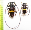 Trachyderes leptumerus, pair  Peru - INSECTS-STORE.RU