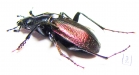 Carabus (Neoplectes) mellyi  Georgia - INSECTS-STORE.RU