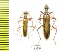 Leptorhabdium caucasicum, pair  Russia, Krasnodar reg. - INSECTS-STORE.RU