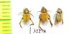 Hopliini sp., pair  South Africa Rep. - INSECTS-STORE.RU