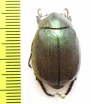 Anomala obesa  Philippines - INSECTS-STORE.RU