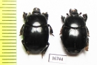 Plaesius ruptistrius  Indonesia, Kalimantan - INSECTS-STORE.RU