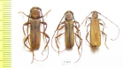 Xystrocera sp., pair  South Africa Rep. - INSECTS-STORE.RU