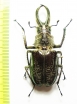 Sphaenognathus giganteus  Peru 55mm - INSECTS-STORE.RU