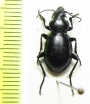 Callisthenes pseudocarabus  Kazakhstan - INSECTS-STORE.RU