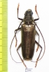Juiaparus batus  Brasilia - INSECTS-STORE.RU