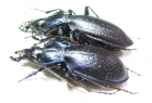 Carabus (Oxycarabus) saphyrinus rabaronianus, pair  Turkey - INSECTS-STORE.RU