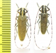 Agapanthia annulicornis, pair  Spain - INSECTS-STORE.RU