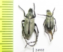 Macrodactylini sp.  Mexico - INSECTS-STORE.RU
