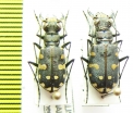 Calomera littoralis littoralis, pair  Spain - INSECTS-STORE.RU