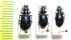 Carabidae sp.  Indonesia, Sumatra - INSECTS-STORE.RU