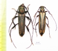 Xystrocera sp., pair  South Africa Rep. - INSECTS-STORE.RU