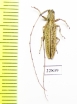 Cerambycidae sp.  South Africa Rep. - INSECTS-STORE.RU