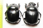 Synapsis tmolus, pair  Kazakhstan - INSECTS-STORE.RU