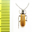 Hemidendroides ledereri  Turkey - INSECTS-STORE.RU