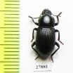 Tenebrionidae sp.  Australia - INSECTS-STORE.RU