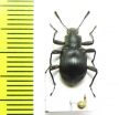 Tenebrionidae sp.  Malaysia, Borneo - INSECTS-STORE.RU