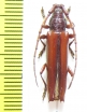 Cerambycidae sp.  Brasilia - INSECTS-STORE.RU