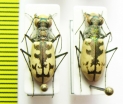 Cephalota circumdata imperialis, pair  Spain - INSECTS-STORE.RU