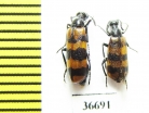 Meloidae sp.  Morocco - INSECTS-STORE.RU
