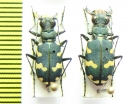 Cicindela monticola, pair  Russia, Caucasus - INSECTS-STORE.RU