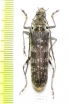 Rhytidodera griseofasciata  Laos - INSECTS-STORE.RU