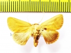 Noctuidae sp.  Greece - INSECTS-STORE.RU
