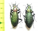 Carabus (Megodontus) kolbei hidakamontanus, pair  Japan - INSECTS-STORE.RU