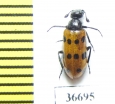 Meloidae sp.  Morocco - INSECTS-STORE.RU