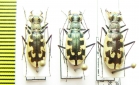 Cephalota littorea goudoti, pair  Spain - INSECTS-STORE.RU
