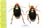 Rutelinae sp.  Vietnam - INSECTS-STORE.RU