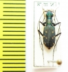 Cylindera decempunctata  Nepal - INSECTS-STORE.RU
