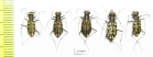 Cylindera contorta, pair  Kazakhstan - INSECTS-STORE.RU