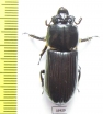 Passalidae sp.  Panama - INSECTS-STORE.RU