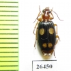 Carabidae sp.  Angola - INSECTS-STORE.RU