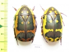 Pachnoda aemula, pair - INSECTS-STORE.RU