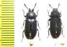 Toxicum quadricorne, pair  Philippines - INSECTS-STORE.RU