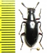 Tenebrionidae sp.  Malaysia, Borneo - INSECTS-STORE.RU