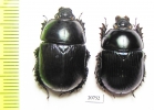 Geotrupes olgae  Russia, N.Ossetia reg. - INSECTS-STORE.RU