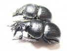 Lethrus carinatus, pair  Tajikistan - INSECTS-STORE.RU