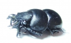 Lethrus sulcipennis, male  Kirgizstan - INSECTS-STORE.RU