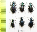 Carabidae sp.  Indonesia, Kalimantan - INSECTS-STORE.RU