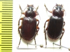 Carabidae sp.  Vietnam - INSECTS-STORE.RU